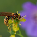 写真: 花と蜂