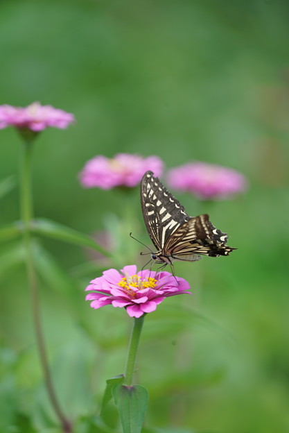 写真: 花とアゲハチョウ
