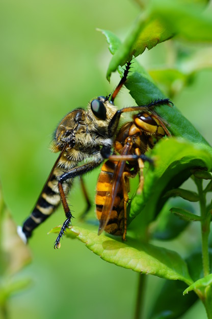 写真: スズメバチ襲うアブ
