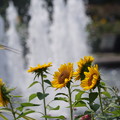 写真: 噴水と向日葵