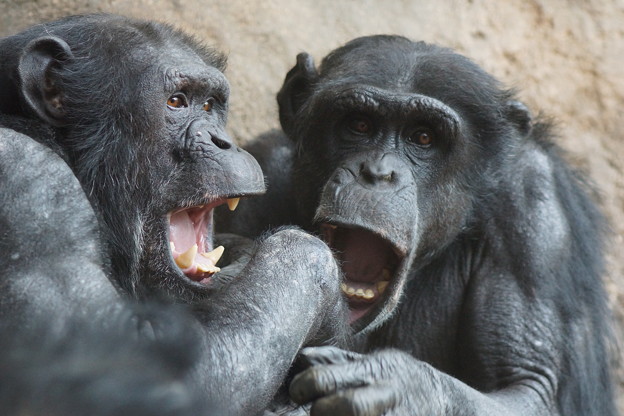 写真: 二匹のチンパンジー