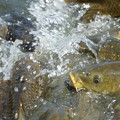 写真: 鯉の餌争奪戦