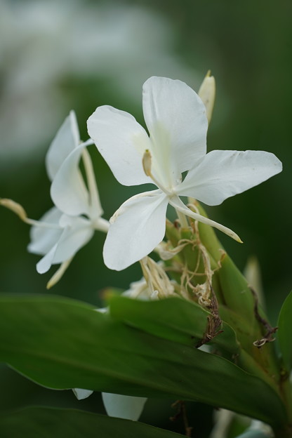 写真: ジンジャーの花