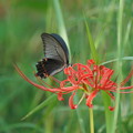 写真: 彼岸花と蝶