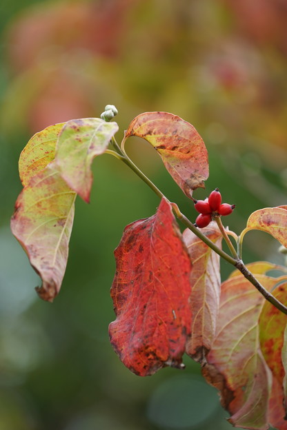 写真: ハナミズキの葉と実