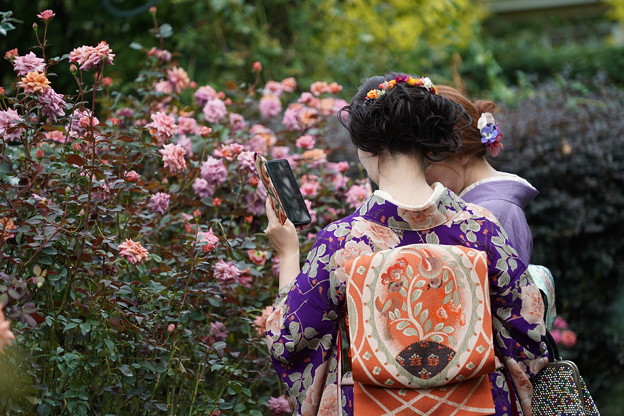 Photos: 和服と薔薇