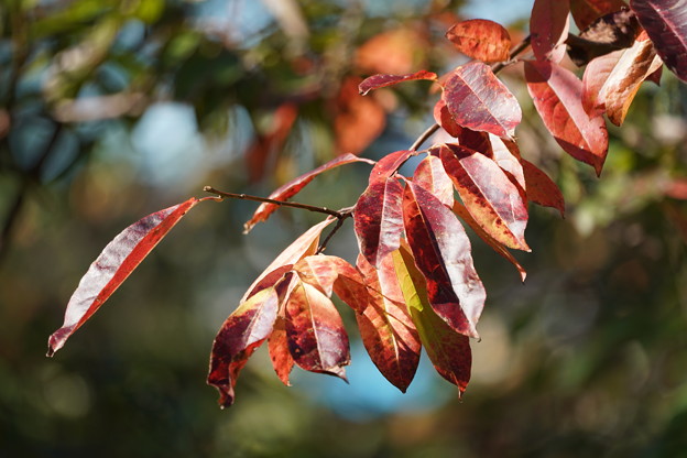 写真: スズランノキの葉