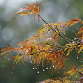 写真: 雨の日葉の葉