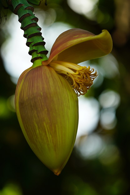 写真: バナナの花
