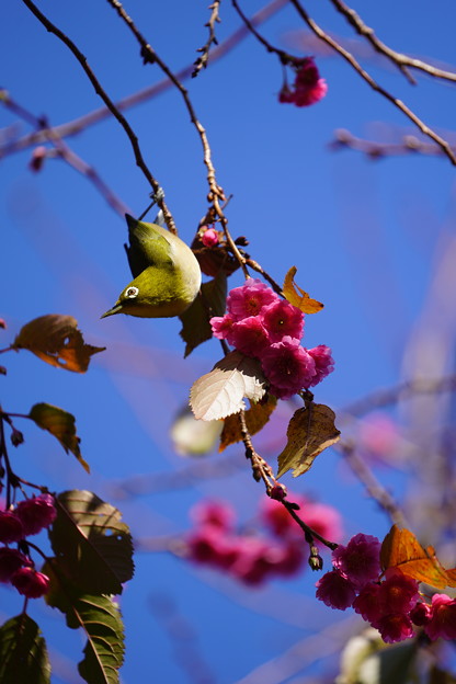 写真: 桜に目白