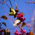 写真: 桜に目白