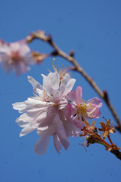 写真: 十月桜