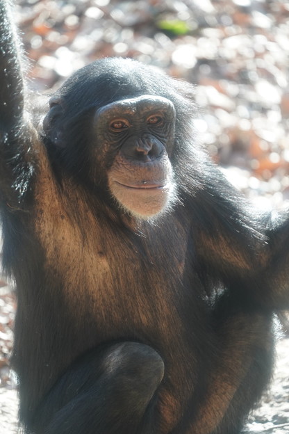 写真: チンパンジー