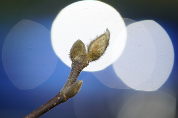 写真: 木蓮の蕾