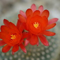 Photos: サボテンの花