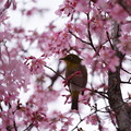 写真: 桜と目白