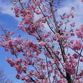 陽光桜