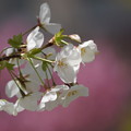 写真: 桜