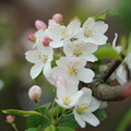 写真: 林檎の花