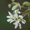 写真: ジューンベリーの花