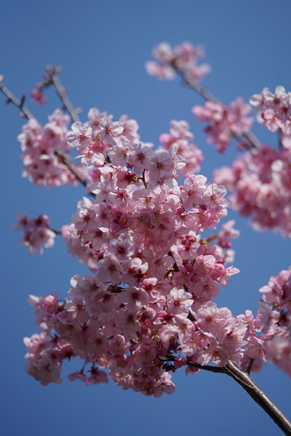 写真: 春月花