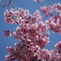 写真: 春月花