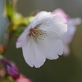 写真: 御殿場桜