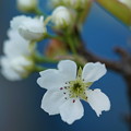 写真: 梨の花