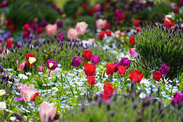 写真: 山下公園花壇の花々