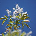 写真: アオダマの花
