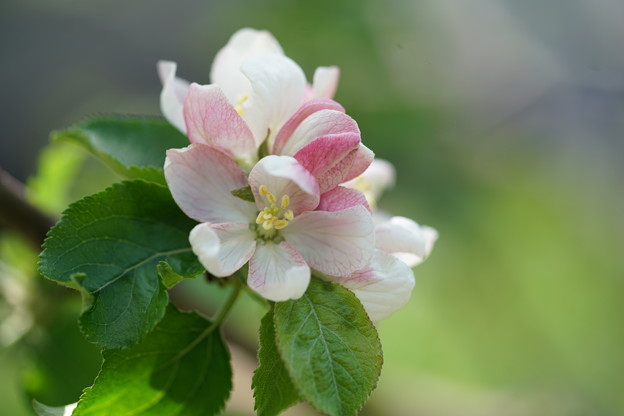 写真: 林檎の花