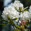 写真: 白い石楠花