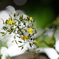 写真: 春の花