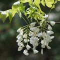 写真: 白い藤の花
