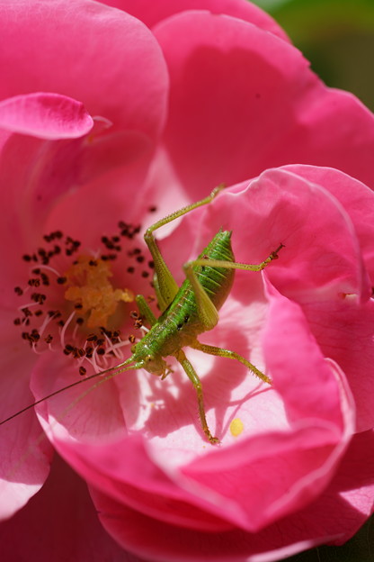 写真: 薔薇と昆虫