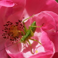 写真: 薔薇と昆虫