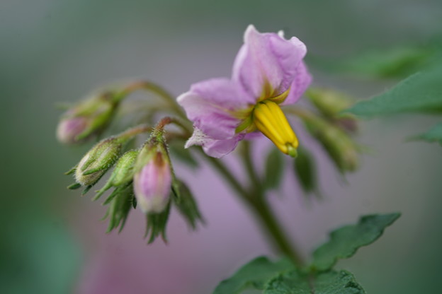 写真: ジャガイモの花