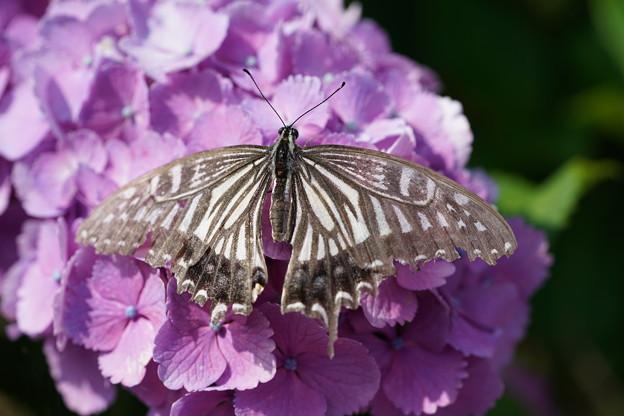 写真: 紫陽花と蝶