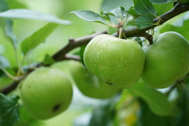 Photos: ニュートンのリンゴ