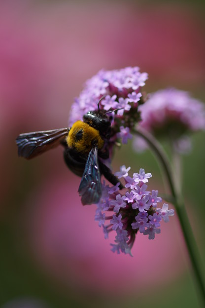 写真: 花とクマバチ