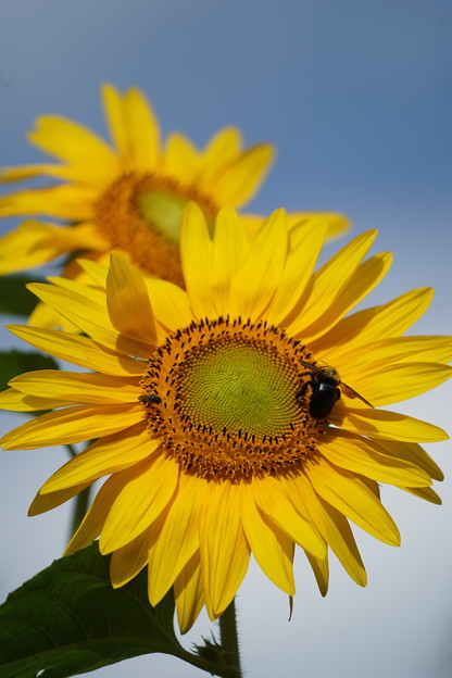写真: 向日葵と蜂