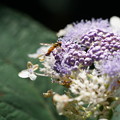 写真: 紫陽花とアブ