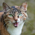 写真: 三渓園の野良猫