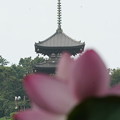 写真: 蓮と三重塔