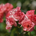 写真: 薔薇の花々
