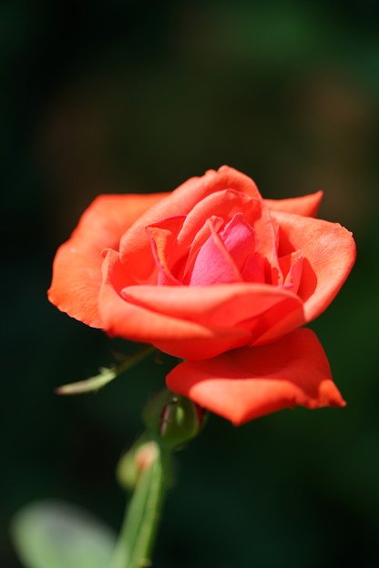写真: 橙色の薔薇