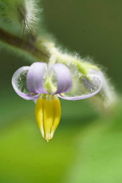 写真: カナリアナスの花