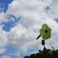 Photos: 花と雲