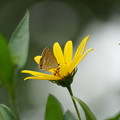 写真: 蝶と菊芋