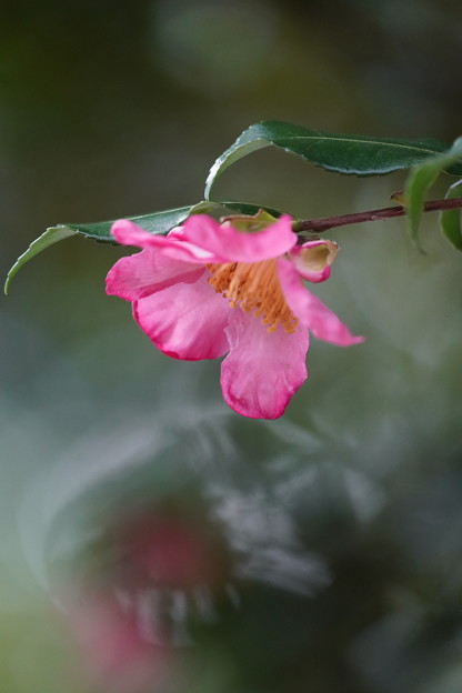 写真: 山茶花の花